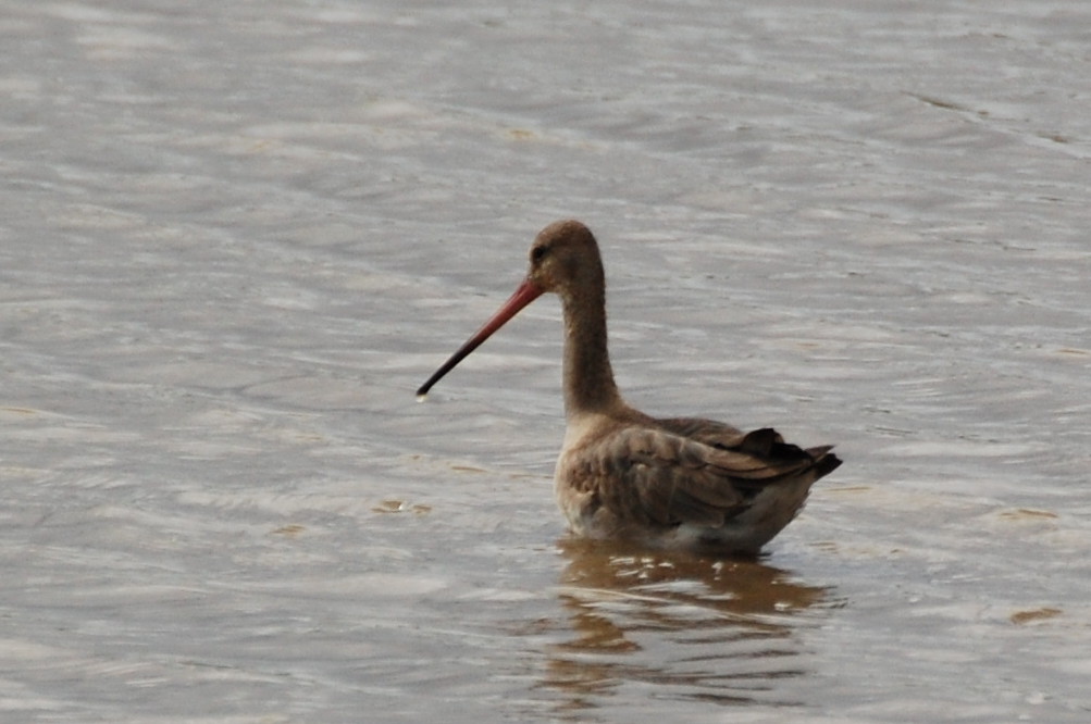 Tanzania - Pittima (Limosa limosa)